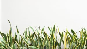 Plantekasser